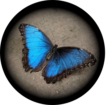 Photo of iridescent blue butterfly by Anne Lambeck Unsplash